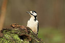 BUITEN BEELD Foto: 294751