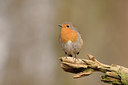 BUITEN BEELD Foto: 294752