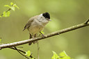 BUITEN BEELD Foto: 294759
