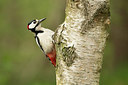 BUITEN BEELD Foto: 294776