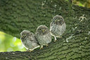 BUITEN BEELD Foto: 294837