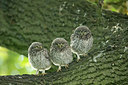 BUITEN BEELD Foto: 294839