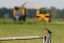 BUITEN BEELD Foto: 294854