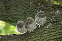 BUITEN BEELD Foto: 294855