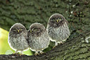 BUITEN BEELD Foto: 294857