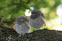 BUITEN BEELD Foto: 294858