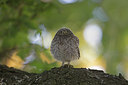 BUITEN BEELD Foto: 294860