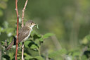BUITEN BEELD Foto: 294866