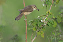 BUITEN BEELD Foto: 294867