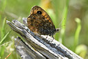 BUITEN BEELD Foto: 294929