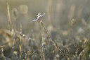 BUITEN BEELD Foto: 294944