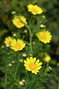 BUITEN BEELD Foto: 295010