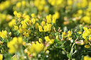BUITEN BEELD Foto: 295035