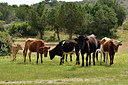 BUITEN BEELD Foto: 295045