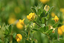BUITEN BEELD Foto: 295178