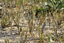 BUITEN BEELD Foto: 295193