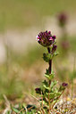 BUITEN BEELD Foto: 295197