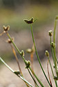 BUITEN BEELD Foto: 295210