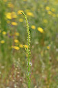 BUITEN BEELD Foto: 295229