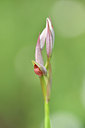 BUITEN BEELD Foto: 295252