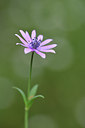 BUITEN BEELD Foto: 295256