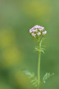 BUITEN BEELD Foto: 295261