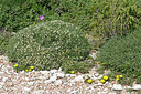 BUITEN BEELD Foto: 295276