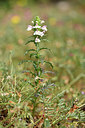 BUITEN BEELD Foto: 295282