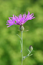 BUITEN BEELD Foto: 295290