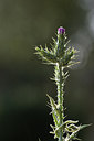 BUITEN BEELD Foto: 295331