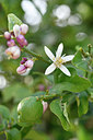 BUITEN BEELD Foto: 295343