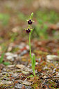 BUITEN BEELD Foto: 295351