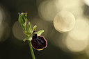 BUITEN BEELD Foto: 295352