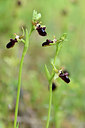 BUITEN BEELD Foto: 295355