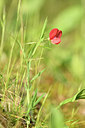 BUITEN BEELD Foto: 295381