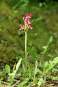BUITEN BEELD Foto: 295384