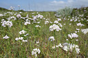 BUITEN BEELD Foto: 295387