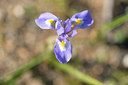 BUITEN BEELD Foto: 295519