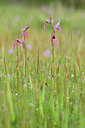 BUITEN BEELD Foto: 295590