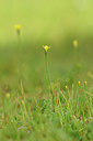 BUITEN BEELD Foto: 295641