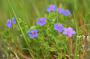 BUITEN BEELD Foto: 295646