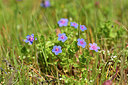 BUITEN BEELD Foto: 295649