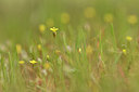 BUITEN BEELD Foto: 295650