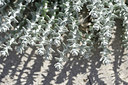 BUITEN BEELD Foto: 295699