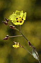BUITEN BEELD Foto: 295712