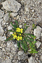 BUITEN BEELD Foto: 295789