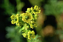 BUITEN BEELD Foto: 295792