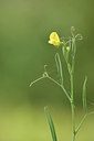 BUITEN BEELD Foto: 295831