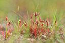 BUITEN BEELD Foto: 295854