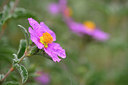 BUITEN BEELD Foto: 295893